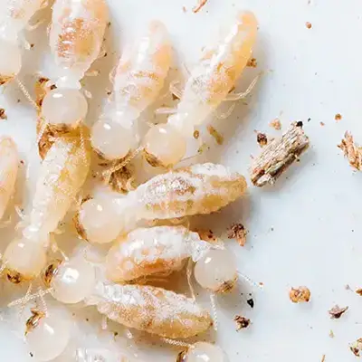 termite control marissa il